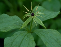 Green flowers with yellow anthers